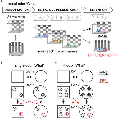 Sex differences in the context dependency of episodic memory